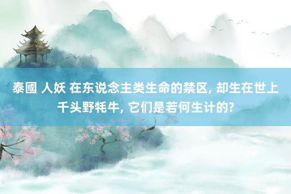 泰國 人妖 在东说念主类生命的禁区， 却生在世上千头野牦牛， 它们是若何生计的?